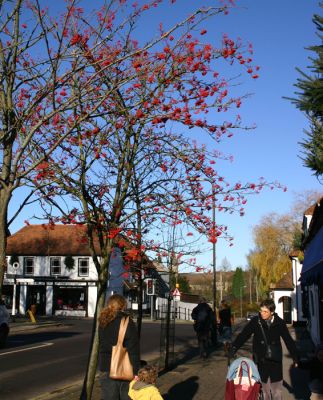 Click to view full size image
==============
03_1WS002
Colourful berries near the crossroads - December 2006
By Tony Morris
03_1WS002
Colourful berries near the crossroads - December 2006
By Tony Morris