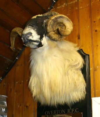 18_1_03_RF004_12
A ram's head (Anybody know the story to this?) 

By Tony Morris
