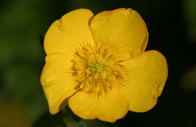06_4RC005_03
The common buttercup - a real pest to gardeners if not kept under control. We don't normally give it a second glance but next time you see one take a closer look. 

By Tony Morris
