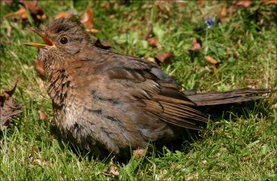 Click to view full size image
==============
06_4RC005_06
This young bird was rather anxious for its parents to come back with some worms - 2005
By Tony Morris
06_4RC005_06
This young bird was rather anxious for its parents to come back with some worms - 2005
By Tony Morris