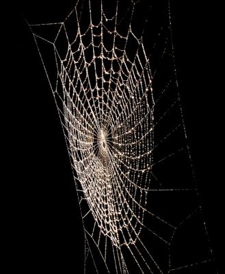 Click to view full size image
==============
06_4RC005_10
Spiders web - 2006
By Tony Morris
06_4RC005_10
Spiders web - 2006
By Tony Morris