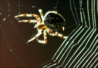 06_4RC005_11
Spider 

By Tony Morris

