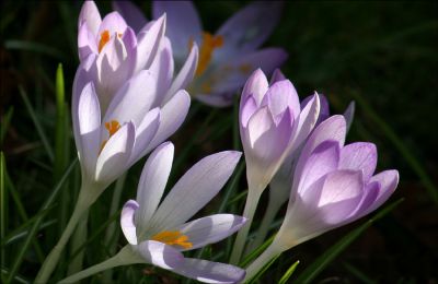 07_3AS005
Crocuses in Ash churchyard - March 2006 

By Tony Morris
