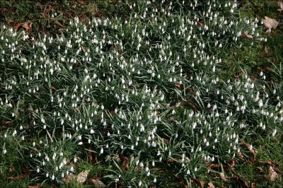 07_3AS006
Snowdrops in Ashe churchyard - March 2006 

By Tony Morris
