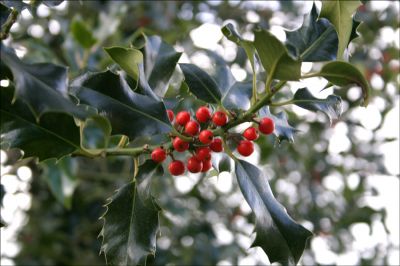 07_3AS007
A splash of colour from Holly berries in Ashe churchyard - March 2006 

By Tony Morris
