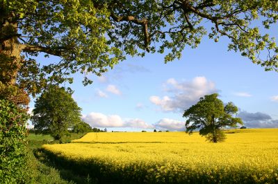 08_1SL001
Rape field off Straight Lane made even more golden by the late afternoon sun - 2005 

By Tony Morris
