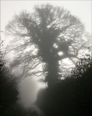 Click to view full size image
==============
08_1SL002
Straight Lane in December mist (1) - 2005
By Tony Morris
08_1SL002
Straight Lane in December mist (1) - 2005
By Tony Morris