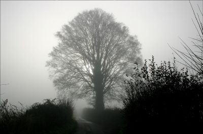 Click to view full size image
==============
08_1SL003
Straight Lane in December mist (2) - 2005
By Tony Morris
08_1SL003
Straight Lane in December mist (2) - 2005
By Tony Morris