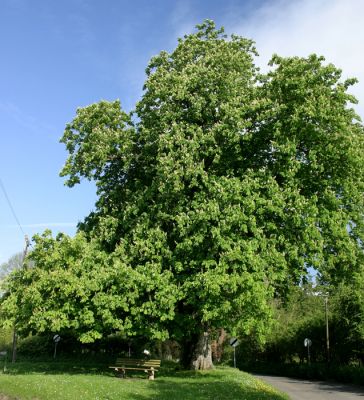 Click to view full size image
==============
08_2QH005_2
This magnificent Horse Chestnut tree is a popular place for young boys (and their fathers) to collect conkers in the Autumn - 2005
By Tony Morris
08_2QH005_2
This magnificent Horse Chestnut tree is a popular place for young boys (and their fathers) to collect conkers in the Autumn - 2005
By Tony Morris