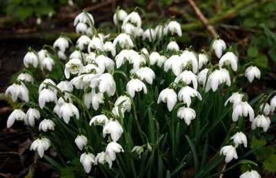 Click to view full size image
==============
08_4CN006_02
Snowdrops at Sandford Springs Golf Club
By Tony Morris
08_4CN006_02
Snowdrops at Sandford Springs Golf Club
By Tony Morris