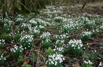 Click to view full size image
==============
08_4CN006_03
A mass of snowdrops at Sandford Springs Golf Club - 2005
By Tony Morris
08_4CN006_03
A mass of snowdrops at Sandford Springs Golf Club - 2005
By Tony Morris