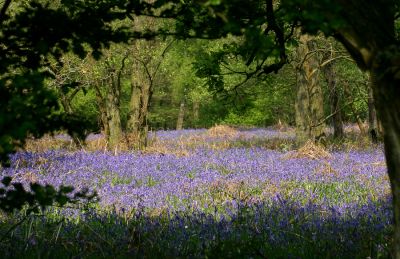 08_4CN006_06
Bluebell woods at Sandford Springs Golf Club - 2006 

By Tony Morris
Keywords: golf