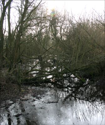 11TO020_1
But a little further on and the water table came to the surface and the infant River Test started to flow again. Photo January 2006 

By Tony Morris
