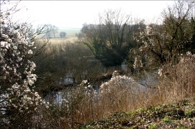 11TO022
Part of the watercress beds which have been disused for 40 years or more. Picture take c.2004 

By Tony Morris
