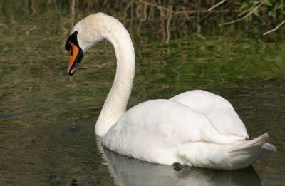 20_02NHBA_001_06
The Mute Swan is one of our heaviest flying birds with the male (cob) averaging 26lbs, with a wingspan of 6'6" to 7'10" and standing about 4' tall on land. Cobs have a larger nob on their bill than females (pens) which are slightly smaller in size. It is often said that the blow from the wing of a swan can break a persons arm. This may be folklore but they might harm a child and could certainly give a nasty peck. They are protected by law and deliberately harming them is a criminal offence.

By Tony Morris
