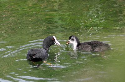 12TT004_3
Coot parent ensuring that its youngster gets its greens - 2005 

By Tony Morris
