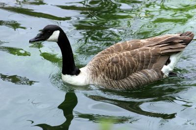 Click to view full size image
==============
12TT010_1
A Canada Goose in its prime
By Tony Morris
12TT010_1
A Canada Goose in its prime
By Tony Morris