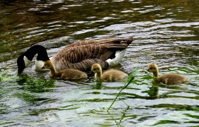 Click to view full size image
==============
12TT010_2
A mother goose with her fluffy goslings
By Tony Morris
12TT010_2
A mother goose with her fluffy goslings
By Tony Morris