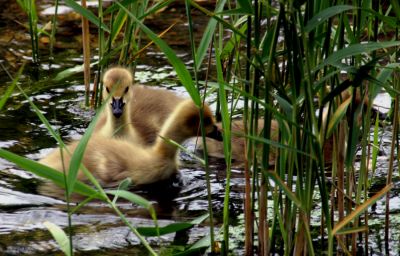 12TT010_3
The goslings showing a bit of independence 

By Tony Morris
