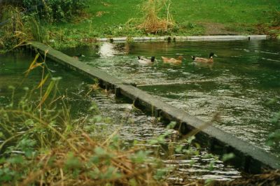 Click to view full size image
==============
12TT012_1
A weed trap, built to stop the cut weed from drifting down stream. This picture was taken in December 2000 - note the water level.
By Tony Morris
12TT012_1
A weed trap, built to stop the cut weed from drifting down stream. This picture was taken in December 2000 - note the water level.
By Tony Morris