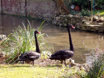 12TT023
Two short term visitors in the private garden between Town Mill and Bridge Street - 2005 

By Mary Reid
