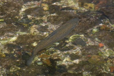 Click to view full size image
==============
12TT025
A nice brown trout at Bridge Street
By Tony Morris
12TT025
A nice brown trout at Bridge Street
By Tony Morris