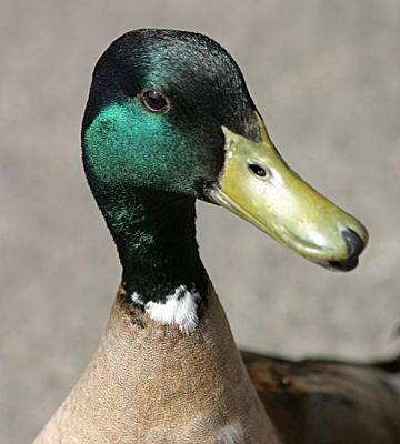 12TT026_2
The wild mallard ducks have interbred with farmyard ducks in the past and now we see an interesting variety of plumage ranging from pure mallard through to pure white. This cheeky fellow was obviously well fed by the children but still on the lookout for more. 

By Tony Morris
