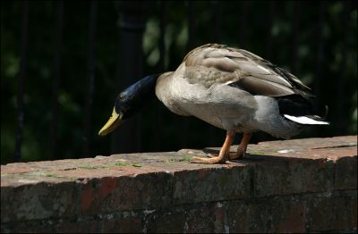 Click to view full size image
==============
12TT026_3
This duck seemed to be smiling as he perched on the edge of the bridge spying out where to drop in for the best feed
By Tony Morris
12TT026_3
This duck seemed to be smiling as he perched on the edge of the bridge spying out where to drop in for the best feed
By Tony Morris