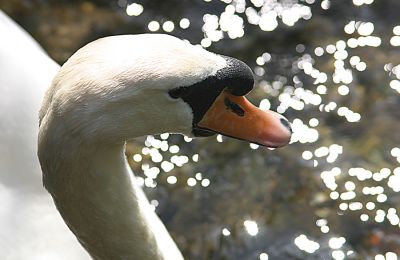 Click to view full size image
==============
12TT026_4
A mute swan was also attracted by the bread
By Tony Morris
12TT026_4
A mute swan was also attracted by the bread
By Tony Morris