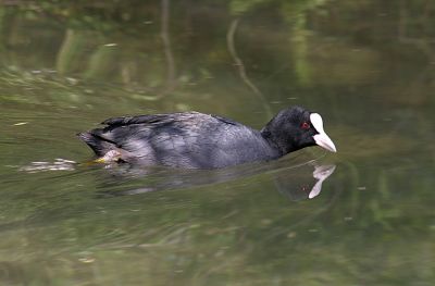 12TT029
The river is wider and deeper as it flows along the back of the golf course. This little coot seemed to be enjoying the peace and quiet (in contrast to the feeding frenzy at Bridge Street) - 2005 

By Tony Morris
