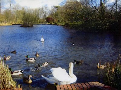 12TT036-2
The former watercress beds off Southington Lane have been turned into an attractive lake - photo 2005 

By Valda Stevens

