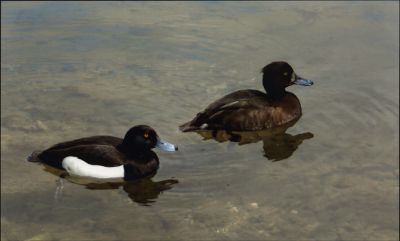 Click to view full size image
==============
12TT036_3
Tufted ducks on the lake at Southington - 2005
By Tony Morris
12TT036_3
Tufted ducks on the lake at Southington - 2005
By Tony Morris