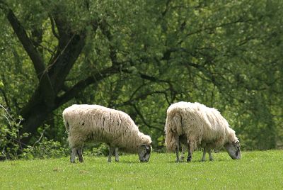 13_3NT003_2
Sheep on Northington Farm 

By Tony Morris
