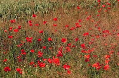 13_8SW004_02
Poppies SW of Whitchurch 

By Tony Morris
