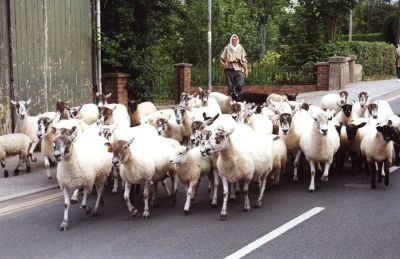 15_2SF001_01
The new sheepfairs were introduced in 2000 to bring back the spirit of the old carnivals, which had ceased after being an annual event for many years. They are being held every four years. This photo shows sheep being driven up the Kingsclere Road towards Winchester Street. 

By John Thomas
