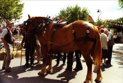 15_2SF001_05_0
A beautiful shire horse - there are not too many of these magnificent animals about these days 

By John Thomas
