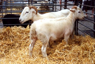 Click to view full size image
==============
15_2SF001_05_1
Sheep being well cared for in pens in Winchester Street
By John Thomas
15_2SF001_05_1
Sheep being well cared for in pens in Winchester Street
By John Thomas